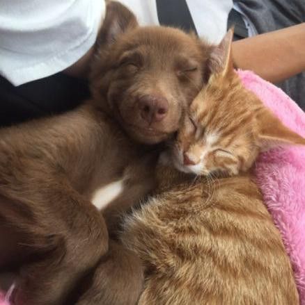 Dogs Hugging, Dog Cuddles, Puppy Cuddles, Cat Cuddle, Animals Friendship, Puppies And Kitties, Kittens And Puppies, Dog And Cat, Cute Animal Pictures