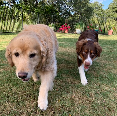 Golden Retriever Mixed With Aussie, Golden Retriever And Australian Shepherd, Border Collie And Golden Retriever, Australian Shepherd And Golden Retriever, Golden Retriever Australian Shepherd, Lion Man, Puppy Mix, Preppy Dog, Aussie Shepherd