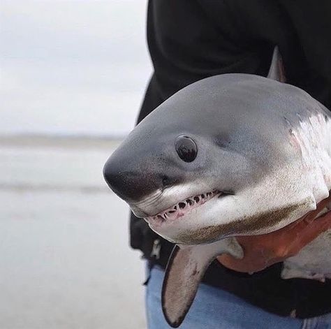 Marinebiology on Instagram: “This cute baby Salmon shark was stranded on the beach, hopefully he was returned back to the waters thanks to a beachgoer 🦈 - Via…” Baby Great White Shark, Shark Pictures, Cute Shark, White Sharks, Great White Shark, Silly Animals, Pet Hacks, Great White, Marine Animals