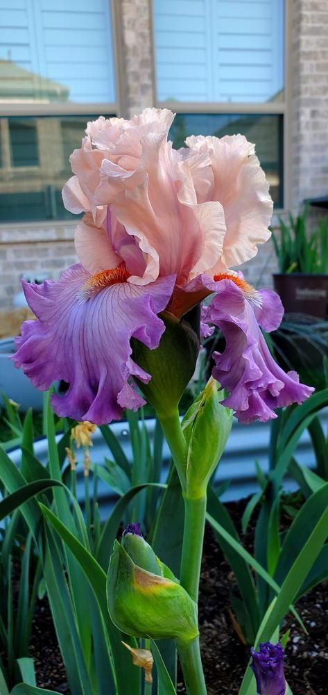 Photo of Tall Bearded Iris (Iris 'Marrying Kind') uploaded by javaMom Bearded Iris Flowers, Iris Flowers Garden, Purple Iris Flowers, Pink Iris, Flower Identification, Iris Painting, Tall Bearded Iris, Blue And Purple Flowers, Iris Garden