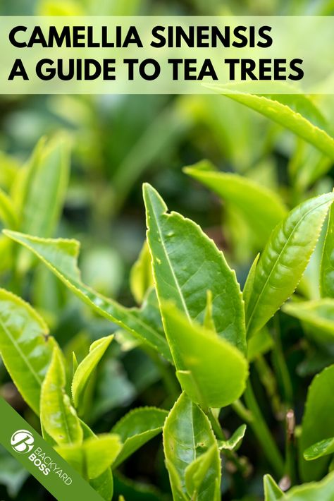 Growing Tea Plants, Grow Tea Garden, Tea Tree Plant, Tea Tree Plant How To Grow, How To Grow Tea, Tea Plants To Grow, Green Tea Plant How To Grow, Grow Green Tea, How To Grow Tea Plants