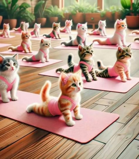 Animal Treats, Trellis Ideas, Cat Yoga, Image Chat, Cute Cats Photos, Cat Artwork, Cat Photography, Gym Humor, Funny Cute Cats