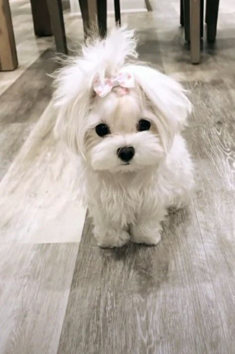 This is what a second chance can do for a dog. Fav Pet Dog, Tiny White Dog, Toy Poodle Puppies White, Dog With Pigtails, Rain Hairstyles, White Yorkie, Cute White Puppy, Poodle Puppy White, Cute White Dog