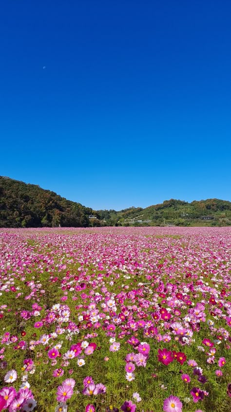 Flower Field Outfit Ideas, Flower Field Iphone Wallpaper, Flowers Filed Aesthetic, Spring Aesthetic Flower Field, Spring Landscape Photography, Pink Flower Field Wallpaper, Pretty Fields Wild Flowers, All The Bright Places, Flowers Photography Wallpaper