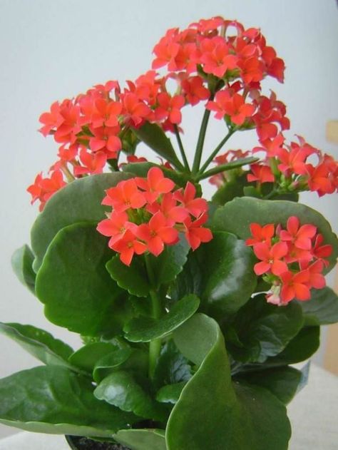 Kalanchoe Flowers, Kalanchoe Blossfeldiana, Apartment Plants, Magic Garden, Interior Plants, Plant Identification, Cactus Y Suculentas, Plant Species, Cactus Flower