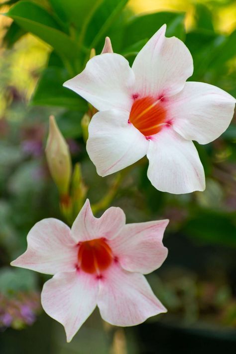 two-dipladenia-flowers-getty-0320 Dipladenia Planter Ideas, Dipladenia Plants, Mandeville Plant, Mandevilla Vine, Crown Of Thorns Plant, Patio Gardening, Yard Flowers, Types Of Hydrangeas, Florida Landscaping