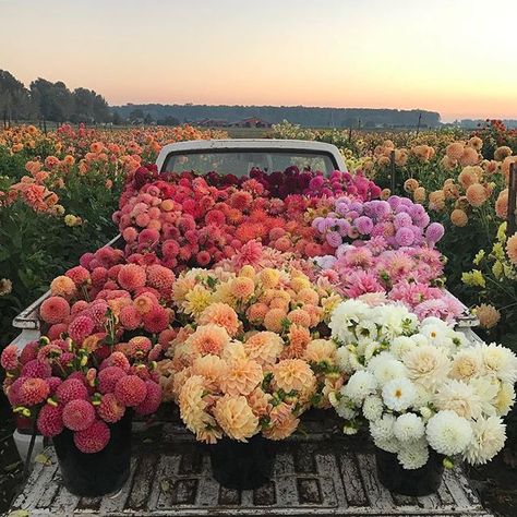 We can’t get enough from this truckload of flowers 💐 . 📸 @floretflower @seedflora #poenies #love . . . #truckload #dahlia #dahlien #weddingphotography #weddingbouquet #weddingflowers #inspiration #bridetobe #bride #amazingflowers #realwedding #bride2018 #weddinginspiration #florals #flowers #hochzeitsblog #weddingday #hochzeitswahn #wedding #flowerporn #flowerpower #beautiful #dahlias #photooftheday #bridestory #bridalstyle #blumenpracht #weddingstyle  #Regram via @hoch Fresh Cut Flowers, Spring Aesthetic, Flower Farm, Flower Market, Truck Bed, Flower Field, Love Flowers, My Flower, Pretty Flowers