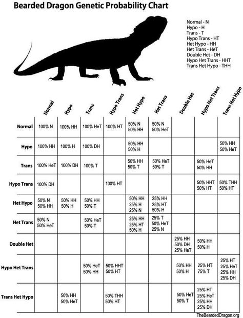 Bearded dragon breeding chart #beardeddragon Duckling Care, Bearded Dragon Colors, Bearded Dragon Cage, Bearded Dragon Food, Bearded Dragon Diet, Baby Bearded Dragon, Bearded Dragon Care, Pet Turtle, Backyard Poultry