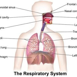 Essential Oils For Asthma, Human Respiratory System, Natural Asthma Remedies, Asthma Remedies, Asthma Relief, Asthma Inhaler, Sistem Pencernaan, Chest Congestion, Asthma Symptoms