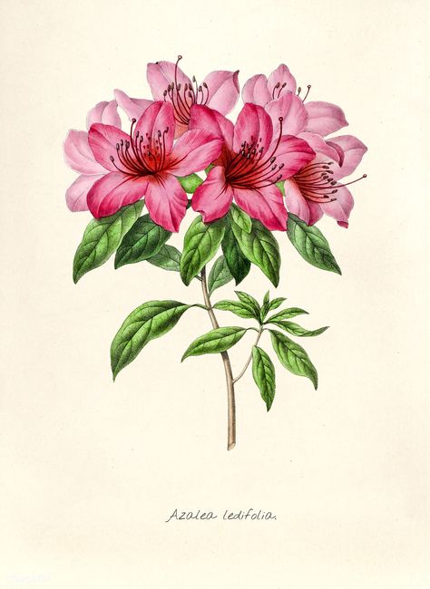 Antique illustration of Azalea ledifolia | free image by rawpixel.com Beehive Art, Azalea Flower, Pink Azaleas, Free Illustration Images, Nature Artwork, Antique Illustration, Harvard University, Vintage Poster Art, Vintage Botanical