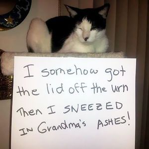 Cat Shaming Cat Shaming, Animal Shaming, Dog Shaming, Bad Cats, Silly Animals, Hamsters, Silly Cats, Funny Animal Pictures, Cat Owners