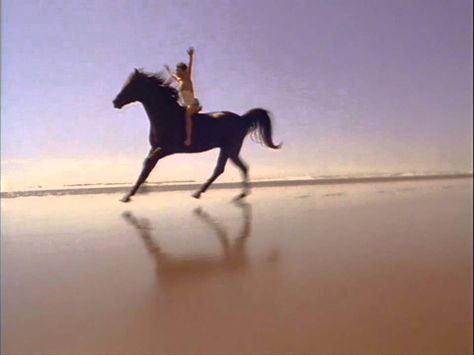 The Black Stallion (1979) The Black Stallion Movie, Black Stallion Movie, Black Stallion Horse, Cozy Critters, The Black Stallion, Kangaroo Rat, Untethered Soul, Stallion Horse, Horse Movies