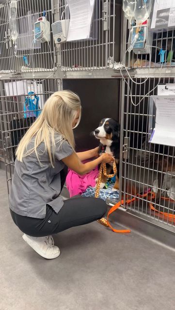 Tess Nolan on Instagram: "“Moth” the baby Bernese Mountain Dog, you have my whole heart 🐻🤎 #vetnurse" Vet Scrubs Aesthetic, Wildlife Veterinarian, Vet Aesthetic, Vet Tech Scrubs, Veterinarian Scrubs, Marine Rescue, Vet School Motivation, Vet Nursing, 2025 Images