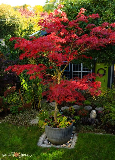 Japanese Planters Pots, Japanese Maple In Pot Planters, Acers In Pots, Japanese Maple Pot, Japanese Maple Container Garden, Conifers In Containers, Japanese Maple In Container Pots, Japanese Maple Container, Acer In Pot