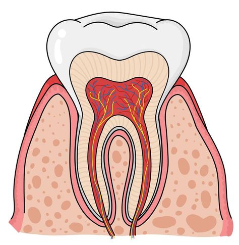 The anatomy of the tooth. Biology Stickers, Tooth Anatomy, Anatomy Stickers, Teeth Anatomy, Teeth Drawing, Doodles Stickers, Vector Doodle, Cute Lion, Biology