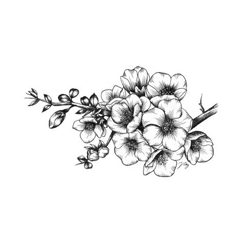 Flowers Drawing Check out this awesome 'Japanese Quince' design on @TeePublic! .: Japanese Quince :. Illustration by @Akbaly Hawthorn Flower Tattoo, Hawthorne Flower, Hawthorn Flower, Japanese Quince, Japanese Flower Tattoo, May Birth Flowers, Japanese Tattoo Symbols, Hawaiian Tattoo, Birth Flower Tattoos