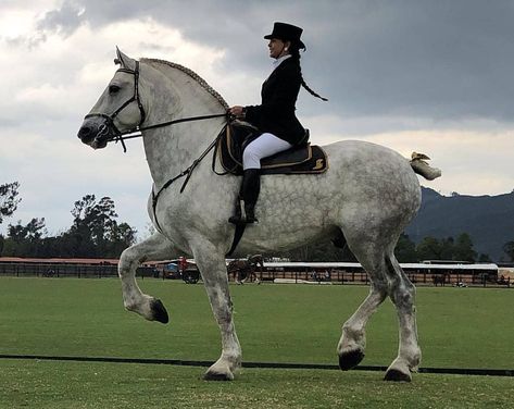 Draft Horse Breeds, Largest Horse Breed, Unusual Horse, Percheron Horses, Horse Poses, Horse Anatomy, Horse Inspiration, Draft Horse, Cowboy Horse