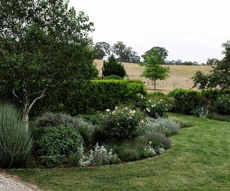 A rural garden in NSW Central West with formal and natural elements Rural Garden, Laurel Hedge, Gardening Design Diy, Australian Garden Design, Country Garden Design, Australian Native Garden, Homes To Love, Australian Garden, Lawn And Landscape