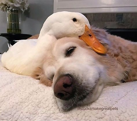 Pet Ducks, Cute Ducklings, Animals Friendship, A Duck, Cute Animal Pictures, Cute Creatures, Sweet Animals, Cute Little Animals, 귀여운 동물