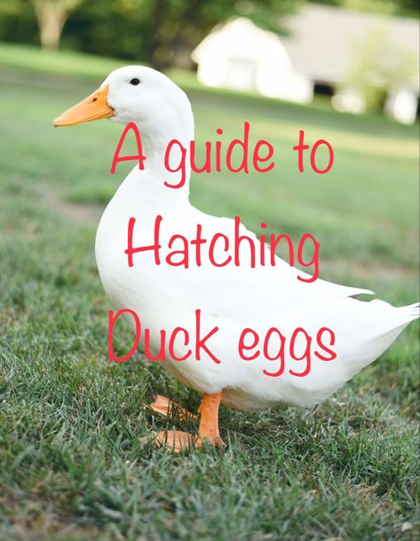 This is a guide with all the information and help needed for you to successfully hatch your duck eggs at home with your own incubator. Hatching Ducks In Incubator, Duck Keeping, Hatching Duck Eggs, Homemade Incubator, Khaki Campbell Ducks, Egg Candling, Male Duck, Pekin Duck, Hatching Chickens