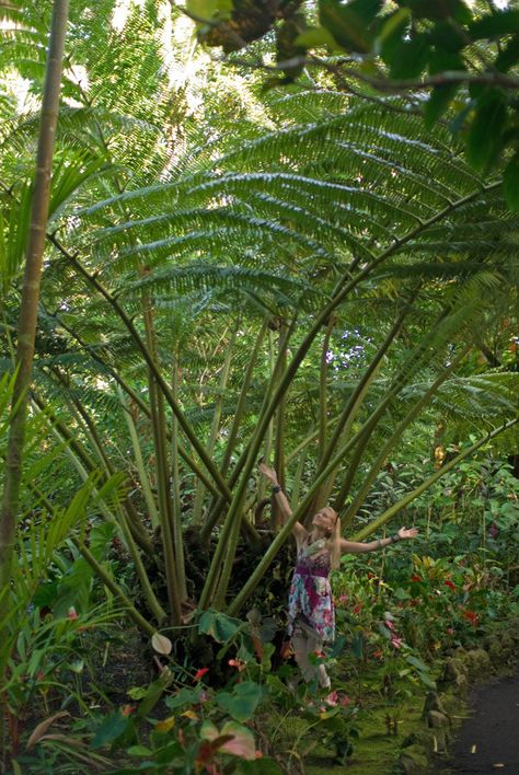 Angiopteris Evecta Giant Fern, Dinosaur Garden, Tropical Greenhouses, Fern Garden, Townhouse Garden, Ferns Garden, Tropical Backyard, Japan Garden, Moss Garden