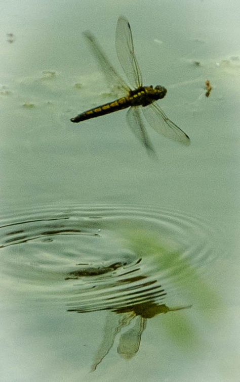 Untitled | by John Glass Dragonfly Close Up, Dragonfly Aesthetic Wallpaper, Dragonfly Aesthetic, Dragonfly Flying, Advanced Higher Art, Damselflies, Dragonfly Wall Art, Butterfly Dragon, Dragon Flies