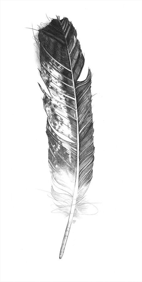 New Feathers Eagle Feather Tattoo Design, Eagle Feather Tattoo, Eagle Drawing Easy, Bald Eagle Feather, Eagle Feather Tattoos, Dr Tattoo, Bald Eagle Tattoos, Tattoo Feather, Feather Drawing