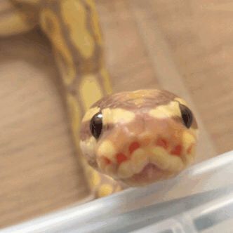 Bf Core, Clay Snakes, Pretty Snakes, Me Core, Cute Reptiles, Cute Snake, Pet Snake, Beautiful Snakes, Ball Python