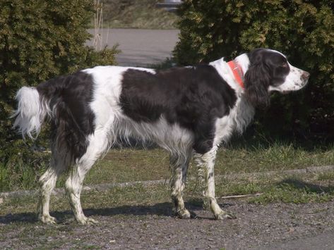 French Spaniel French Spaniel, Spaniel Breeds, Cocker Spaniel Puppies, Dog List, Animal Advocacy, Spaniel Puppies, Purebred Dogs, Bird Dogs, Rare Breed