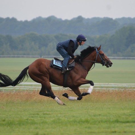 Horse Running With Rider, Horses Running Photography, Sitting Trot, Ride Drawing, Racing Horse, Horse Running, Thoroughbred Horse Racing, Race Horse, Horse Race