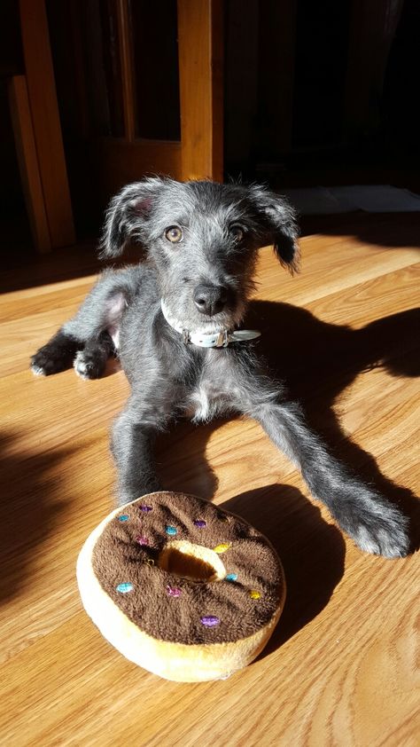 Lurcher (Bedlington Terrier x Whippet) puppy at 14 weeks old Whippet Puppy, Lurcher Puppy, Grey Whippet, Long Haired Whippet, Hypoallergenic Puppies, Bedlington Whippet, Whippet Terrier Cross, Irish Wolfhound Puppies, Whippets In Sweaters