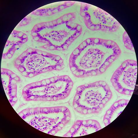 #cells #tissue #biology #science #lab #anatomy Cell Anatomy, Tissue Biology, Biology Science, Science Lab, Biology, Atom, Anatomy, Lab, Science