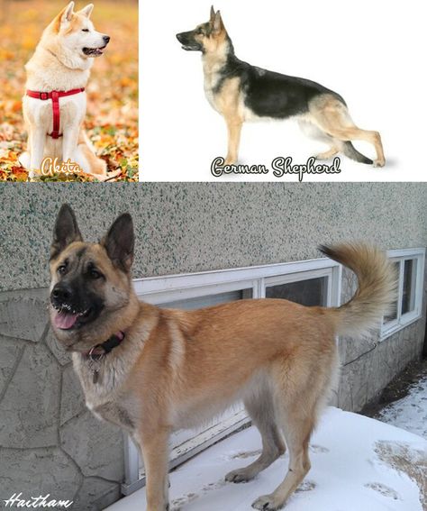 Akita Shepherd_Shepkita Shepkita Dog, American Akita Dog, Akita Husky Mix Dog, White American Akita, American Akita, German Shepherd