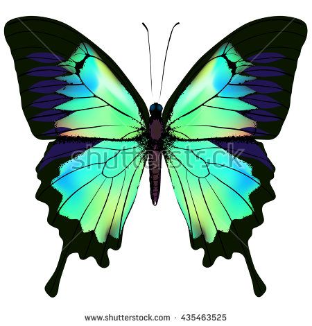 Tropical Butterflies Stock Photos, Images, & Pictures | Shutterstock Papilio Ulysses, Watercolor Butterflies, Art Papillon, Blue Butterfly Wallpaper, Butterfly Art Painting, Butterfly Background, Butterfly Images, Butterfly Pictures, Butterfly Drawing