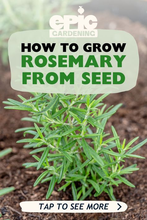 Close up of a small Rosemary plant in a garden bed Rosemary From Seed, How To Grow Rosemary, Grow Rosemary, Growing Herbs At Home, Growing Rosemary, Seed Starter Kit, Mediterranean Plants, Starting Seeds Indoors, Seed Starter