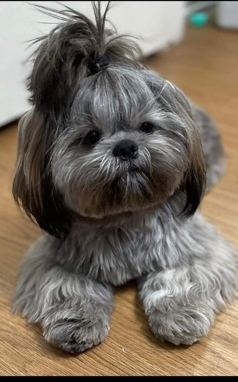 Shitzu Dogs Haircuts, Dog Grooming Shih Tzu, Shih Tzu Puppy Cut, Perro Shih Tzu, Chien Shih Tzu, Shitzu Dogs, Shih Tzu Grooming, Shitzu Puppies, Shih Poo