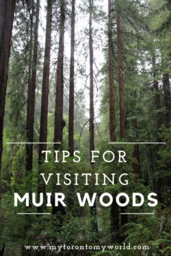 Tips for Visiting Muir Woods National Monument Red Wood Forest, Red Woods, Muir Woods National Monument, Cali Trip, California Honeymoon, Wood Forest, California Trip, Muir Woods, San Francisco Travel