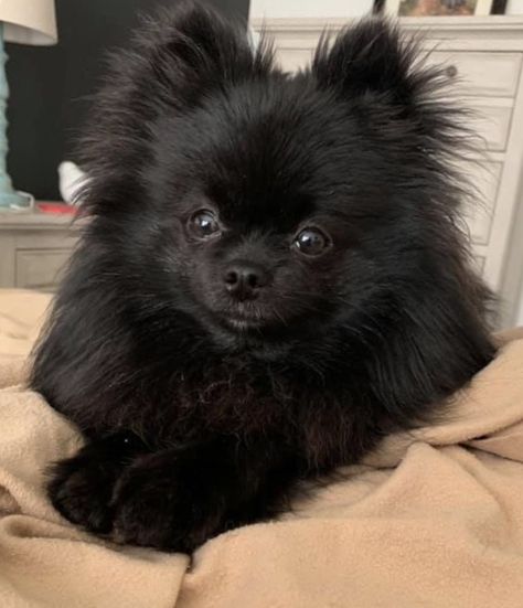 Pomeranian Dog Black, Pomeranian Puppy Black, Pomeranian Sketch, Black Pomeranian Puppy, Pomeranian Black, Black Pomeranian Puppies, Baby Pomeranian, Pomeranian Breed, Black Pomeranian