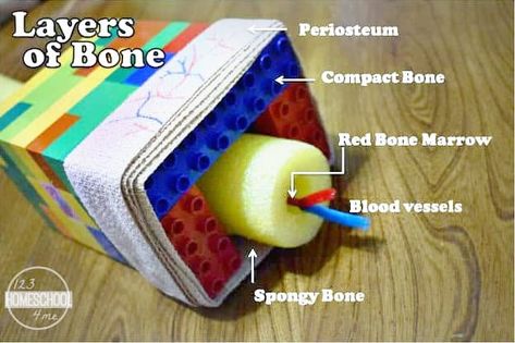 Skeletal System Project, Red Bone Marrow, Human Body Unit Study, Skeleton System, Bone Model, Human Body Projects, The Skeletal System, Human Body Science, Human Body Activities