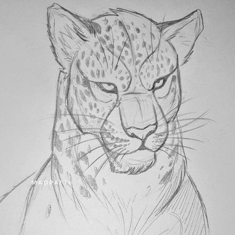 Big Cat Sketch, Cat Drawings, Cat Sketch, Big Cat, Pencil Drawing, To Draw, Sketch, Pencil, Drawings