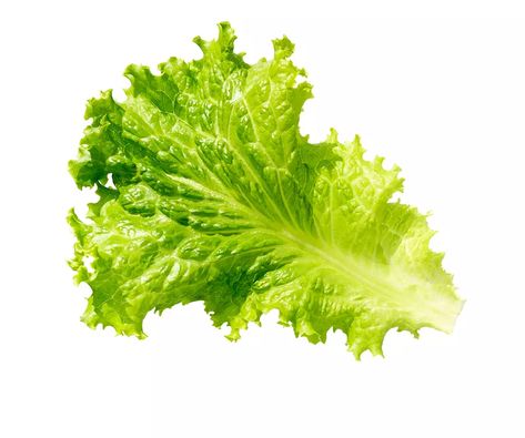 Lettuce Drawing, Green Leaf Lettuce, Leaf Lettuce, Food Png, Salad Leaves, Mean Green, Lettuce Leaves, Fresh Market, Paper Illustration