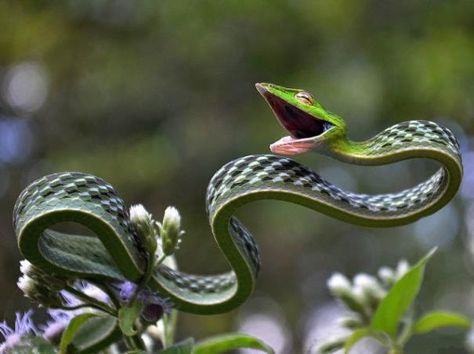 This little green Ribbon snake just makes me smile everytime I see it....I know its likely stretching, yawning, etc., but it looks like he is smiling!  :D Vine Snake, Photoshop Fail, Beautiful Snakes, Reptiles And Amphibians, Animal Photo, Nature Animals, Gecko, Amphibians, Snakes