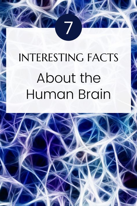 7 Interesting facts about the Human Brain. Brain Structure Anatomy, Facts About The Brain, Human Brain Facts, Brain Models, Facts About Humans, Brain Structure, Brain Facts, Medical Facts, The Human Brain