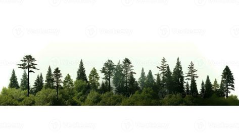 Summer Forest, Trees And Shrubs, The High, Free Stock Photos, High Definition, Royalty Free Stock Photos, This Is Us, Trees, Forest