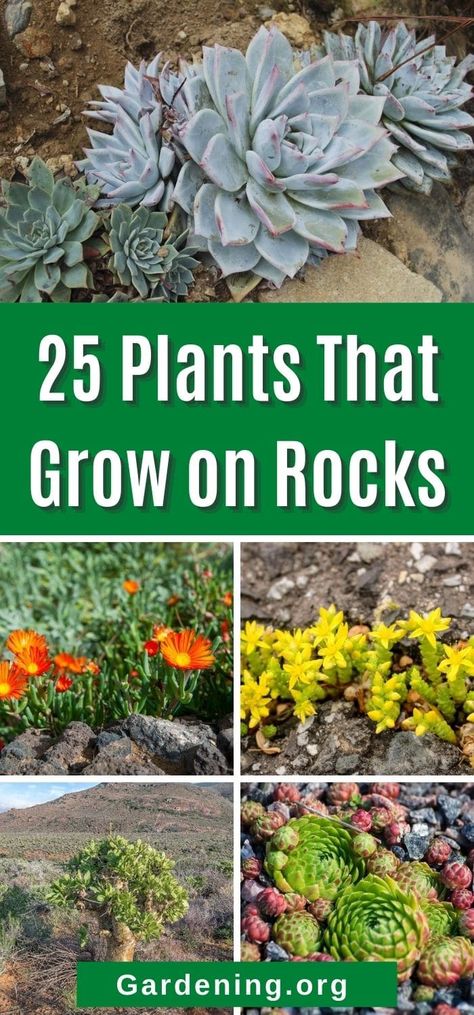 Rock Flower Beds, Succulent Rock Garden, Rock Yard, Rockery Garden, River Rock Garden, Landscaping With Large Rocks Front Yard, Landscaping With Large Rocks Natural, Rock Plants, Landscaping With Boulders