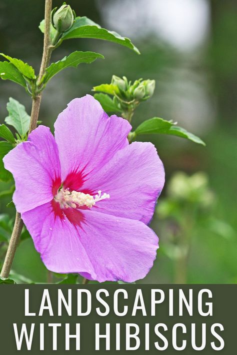 Hibiscus Front Yard Landscaping, Hibiscus Garden Landscaping Front Yards, Hibiscus Flower Bed Ideas, Hibiscus In Landscaping, Hibiscus Landscape Ideas, Hibiscus Flower Landscaping Ideas, Hardy Hibiscus Landscaping, Hibiscus Plant Landscape, Simple Tropical Landscaping Front Yard