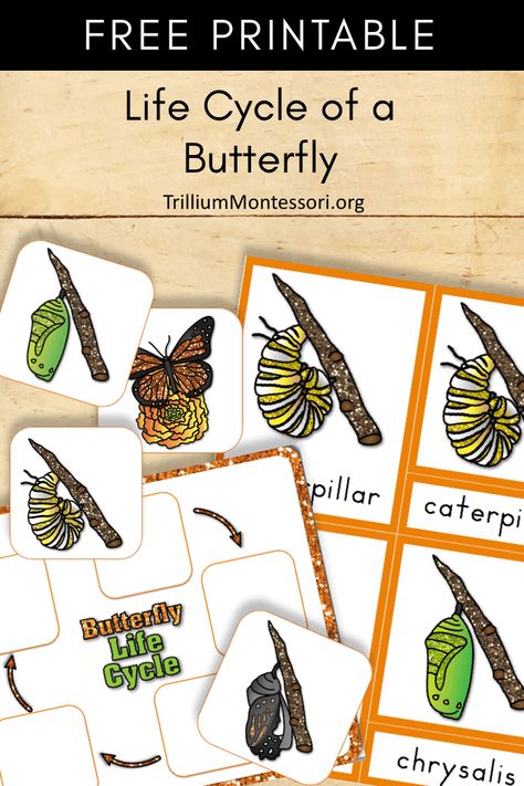 Free Montessori printable life cycle of a butterfly and 3 part cards Butterfly Life Cycle Kindergarten, Butterfly Life Cycle Preschool, Preschool Butterfly, Preschool Bugs, Montessori Zoology, Life Cycles Kindergarten, Life Cycles Preschool, Frog Ideas, Life Cycle Of A Butterfly