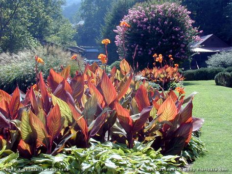 Landscape Bed Ideas, Canna Garden, Cana Lillies, Canna Lily Garden, Clean Landscaping, Stream Landscaping, Canna Lillies, Tropical Looking Plants, Lilies Garden