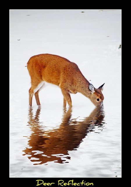 Deer Drinking Water From Stream | Recent Photos The Commons Getty Collection Galleries World Map App ... Deer Drinking Water Drawing, Deer Lying Down, Deer Drinking Water, Deer In Forest Drawing, Water Deer, Wild Water, Deer Running Photography, Wild Waters, Wildlife Safari