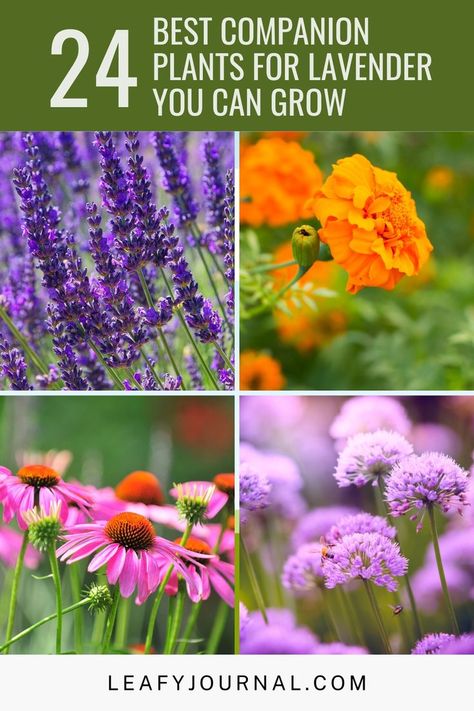 When To Plant Lavender, Lavender Companion Plants, Lavender Plant Care, Best Companion Plants, Companion Gardening, Bee Friendly Garden, Outside Plants, Growing Lavender, Companion Plants